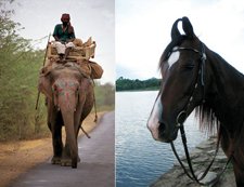 India-Rajasthan-Udaipur Riding Safari in Rajasthan